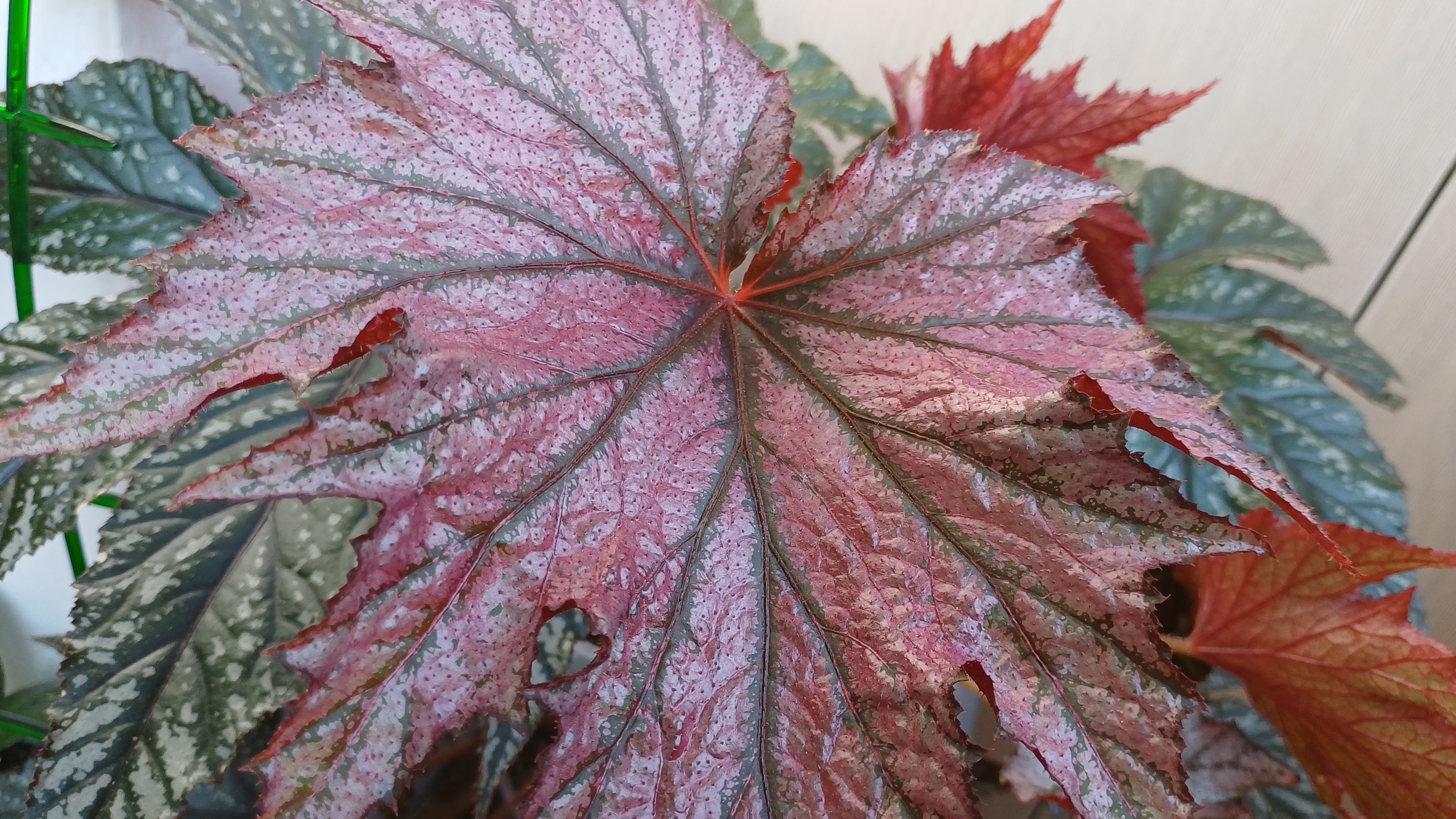 Будни цветовода🌿❤️