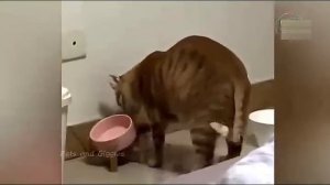 Всячинки