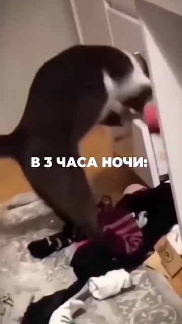 Очень жизненно 😺