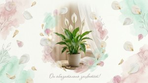 Как ухаживать за женским счастьем. Чтобы спатифиллум зацвел