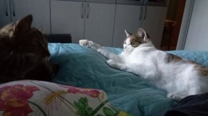 Котики. «Ты плохая, ты плохой! Ты такая, ты такой!»