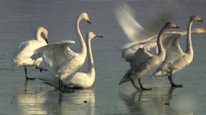 Жизнь на озерах. Животные