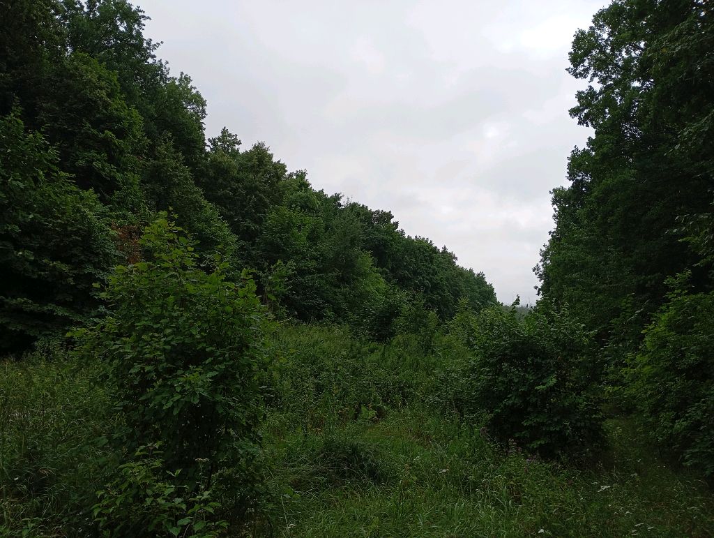 В Лесу 🌲🌲🌲