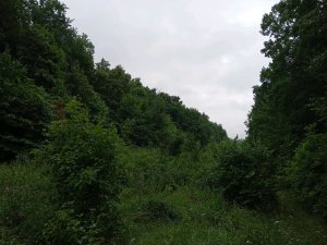 В Лесу 🌲🌲🌲