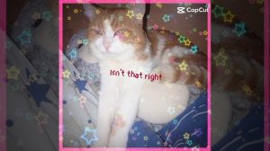 Котик Мотя