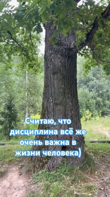 Дисциплина