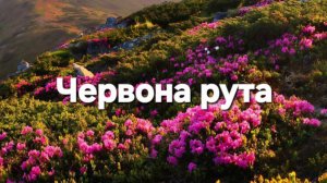 Червона рута