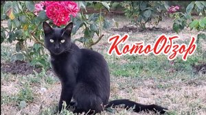 ТОСК Приморье: КотоОбзор — кто охраняет вход, дежурит у столовой и наблюдает с высоты! Крым и коты