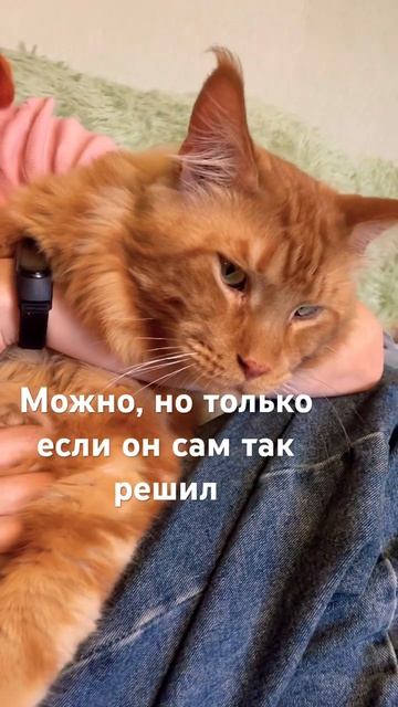 Можно ли брать Мейн-куна на руки?