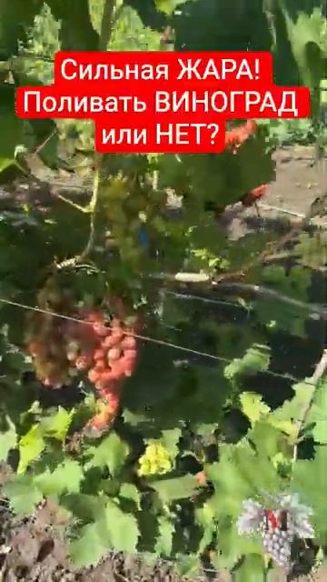 Сильная ЖАРА! Поливать ВИНОГРАД или НЕТ? 🍇 Виноград VM