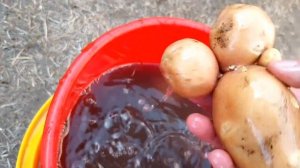 14.08.26. Сварила Холодец / поймали Ёжика / вкусный ужин