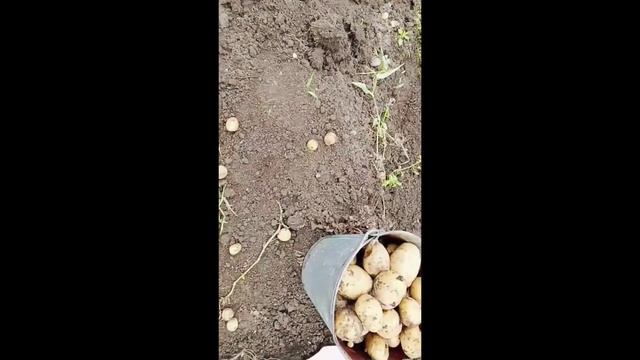 Удобрение СИБИРСКИЙ БОГАТЫРЬ. Как повысить урожайность картофеля.