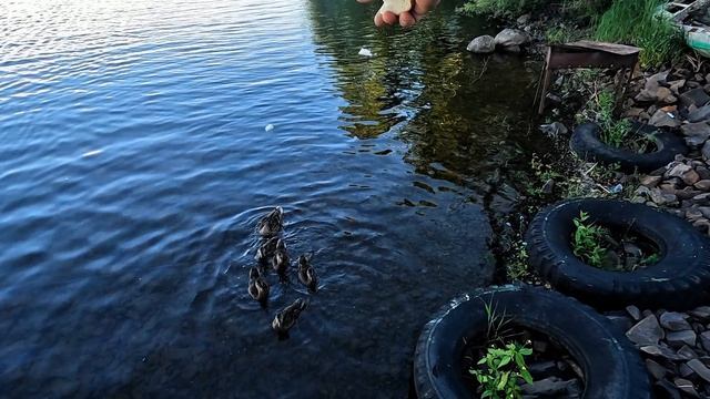 Утки 🦆