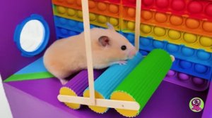 Как сделать гигантский лабиринт POP-IT для хомяков 🐹✨