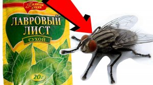 Как избавиться от мух За 3 Секунды! !!!! !