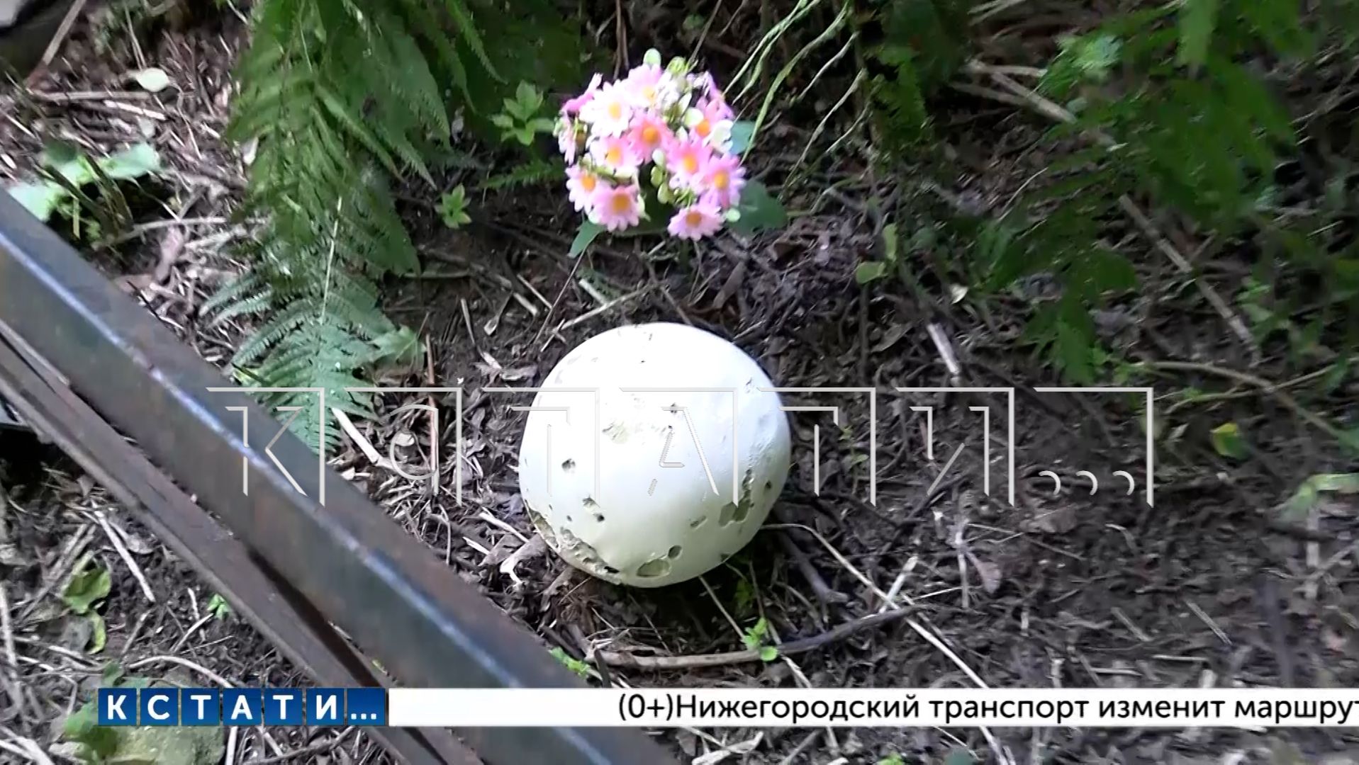 Редкие грибы обнаружены на старинном Бугровском кладбище в Нижнем Новгороде