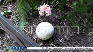 Редкие грибы обнаружены на старинном Бугровском кладбище в Нижнем Новгороде