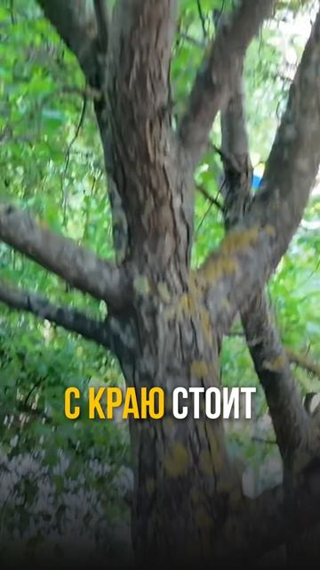 Как не дать саду зарасти?