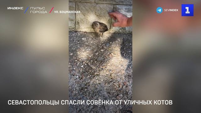 Севастопольцы спасли совёнка от уличных котов
