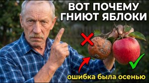 Яблоки ГНИЮТ прямо на ветке. Одна ОШИБКА осенью стоит половины урожая
