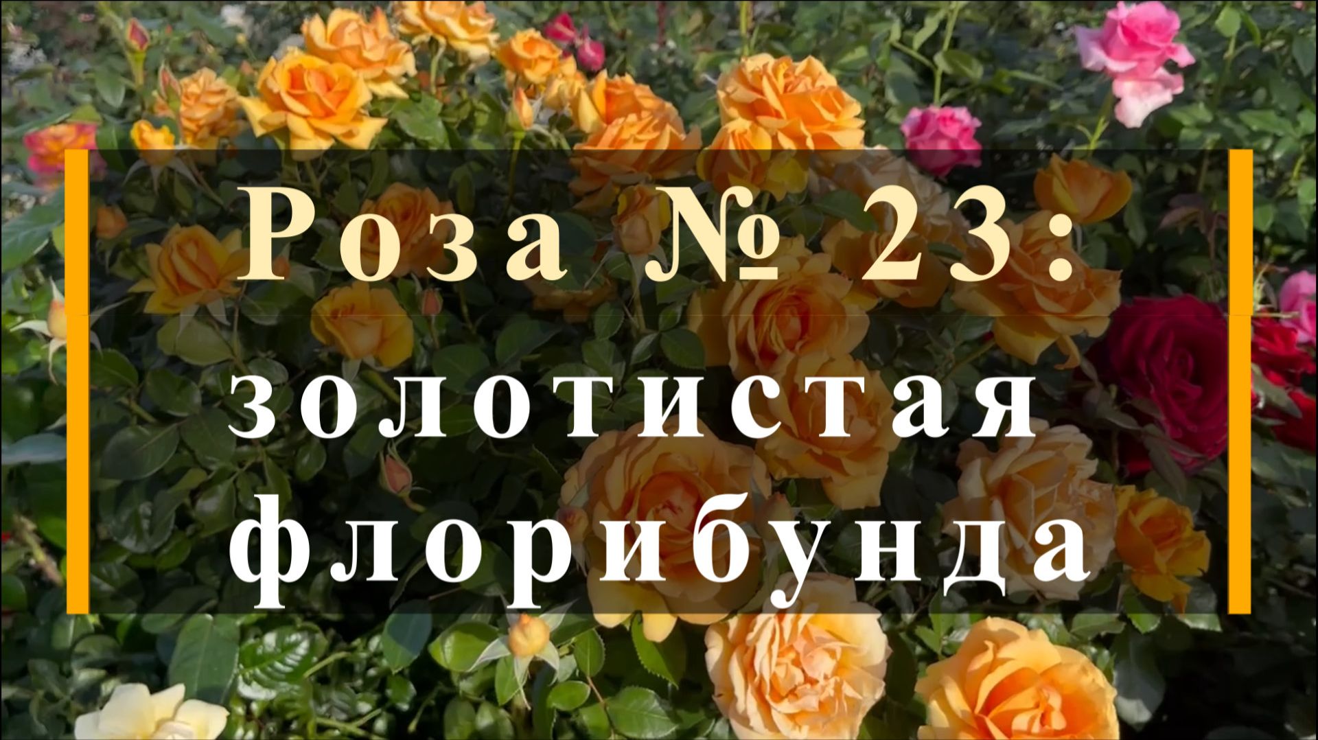 Роза № 23: золотистая флорибунда