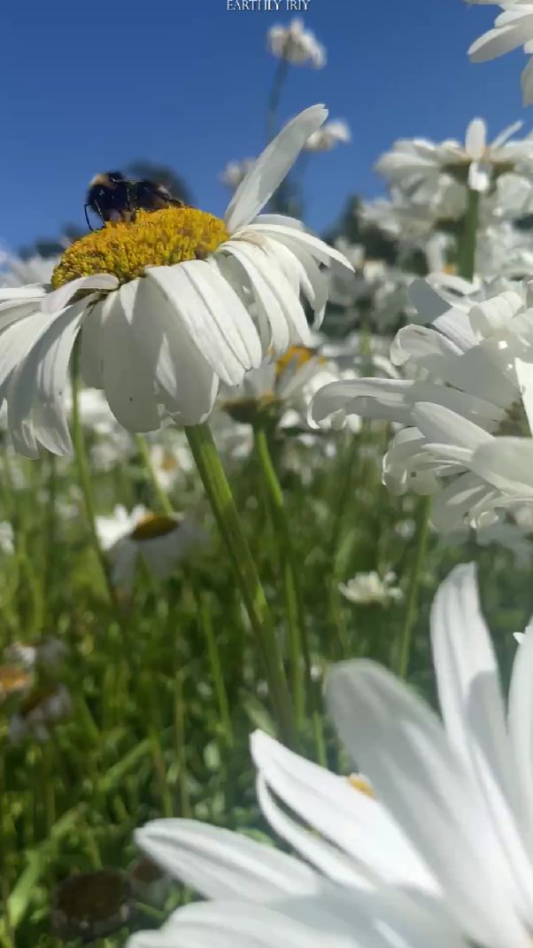 Поле ромашек #земнойирий #природа #прогулка #мытищи #клязьминскоеводохранилище