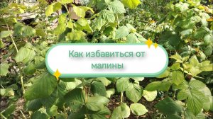 Как избавиться от малины в огороде без труда.
