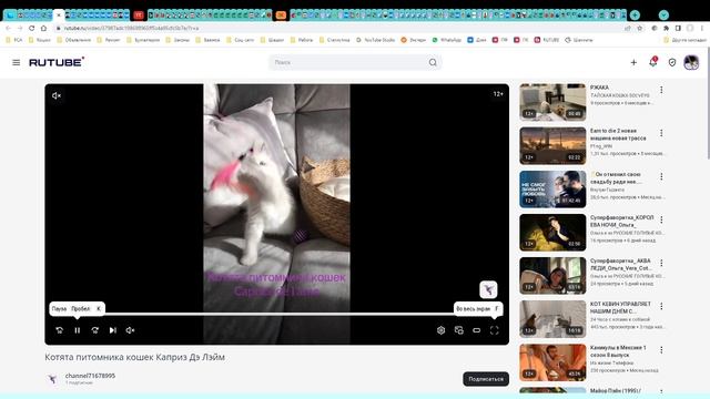 Котята питомника кошек CAPRICE DE L`AME