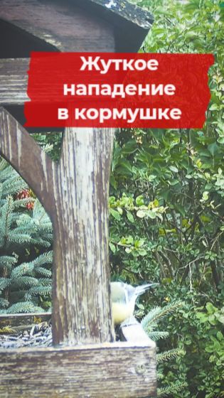 Жуткое нападение