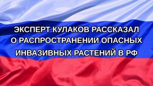 |Н. РФ| Эксперт Кулаков рассказал о распространении опасных инвазивных растений в РФ