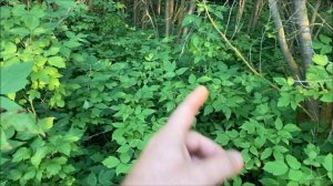 как быстро избавиться от комаров! лайфхак!