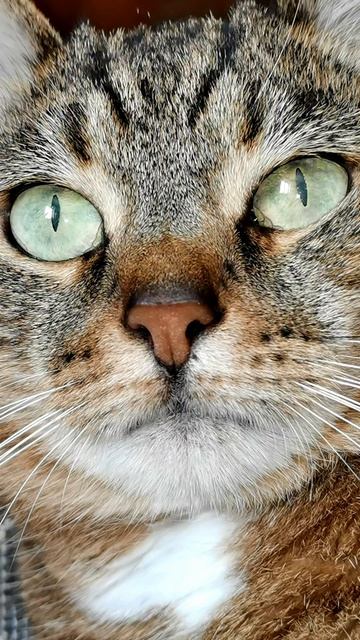 Хвостик сегодня чуточку грустит. Он очень ждёт твоего тёплого слова 💔🐾😢
