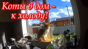 Простая жизнь в деревне. Влог. Заготовки. Огород.