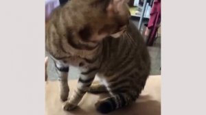 СМЕШНЫЕ МОМЕНТЫ С КОТАМИ !🐈 МЕМЫ С ЖИВОТНЫМИ И СОБАКАМИ 😅