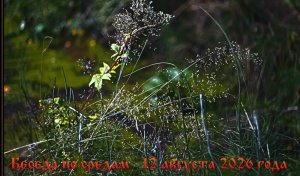 РекЛика  14 августа 2026 года