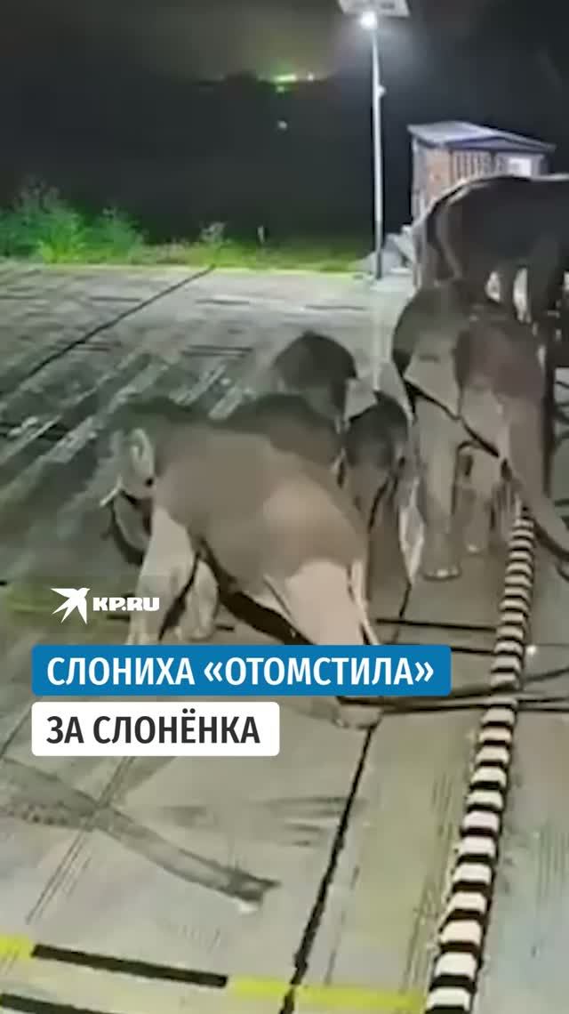 Слониха в Китае разнесла зарядную станцию