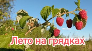 Красивая малина, наливаются томаты и радуют спелые дыни