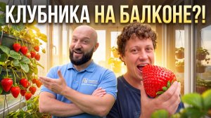 Балкон круглогодичного использования: утепление балкона в Мурино и выращивание ягод дома.