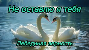 НЕ ОСТАВЛЮ Я ТЕБЯ. ЛЕБЕДИНАЯ ВЕРНОСТЬ. Песни для души.