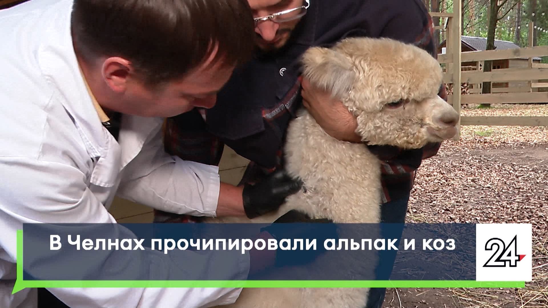В Челнах прочипировали альпак и коз