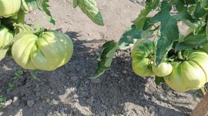 Томат Болгарская Хала на кусту: обзор крупного сорта, как спеет урожай