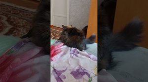 Социальный опрос кошечки. Довольна ли она уровнем жизни