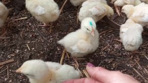 Лечу петушка и гоню самогонку. Рецепт коньяка- обманки прилагается.