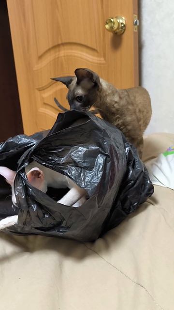 Пакетные кошки 😂