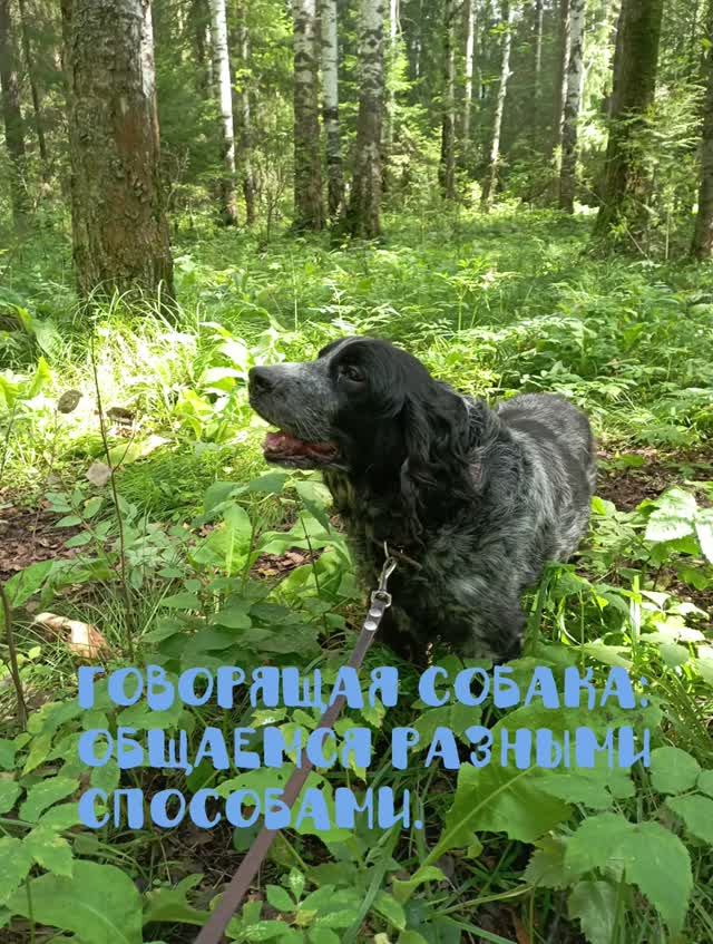 Говорящая собака: общаемся разными способами