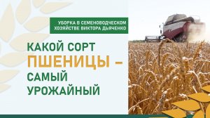 Какой сорт пшеницы - самый урожайный в 2026 году? Уборка в хозяйстве семеновода Виктора Дьяченко