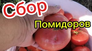 Сбор помидоров