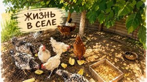 Наталья Губарева. МОИ ПЛАНЫ НА СЕГОДНЯ⧸ ЖИЗНЬ В СЕЛЕ 😍