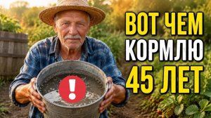 ВНЕСИТЕ ЭТО ПОД ЗЕМЛЯНИКУ В АВГУСТЕ - И БУДЕТЕИСОБИРАТЬ ВЁДРАМИ