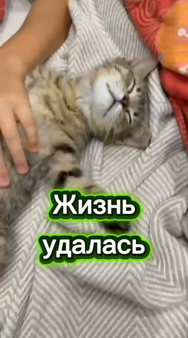 #ЧихуахуаПринцРеди#СчастливыйКотик#Василий#Котики